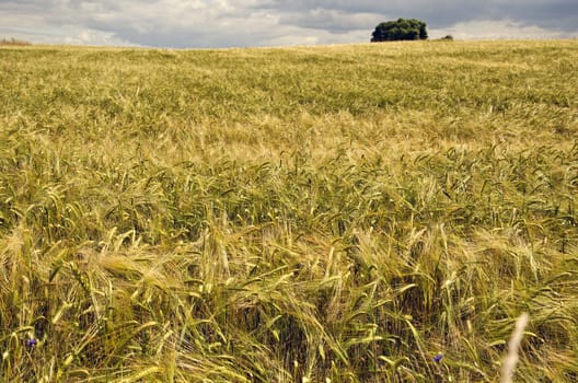 Field of ripening barley on stormy summer's day