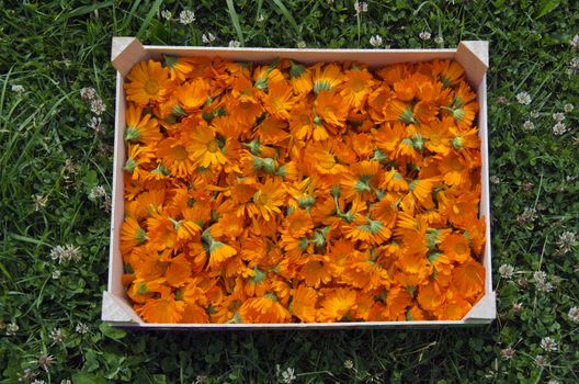 Calendula marigold picked in wooden box in summer garden