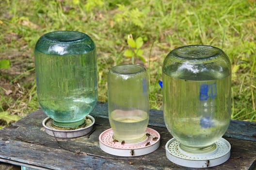 Worker bees drinking at bee watering implement made of jars