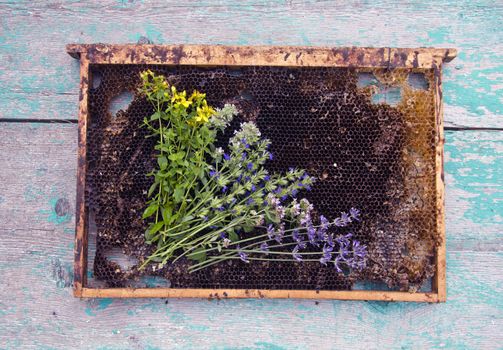 medical Herbs and honeycomb on rustic wooden background