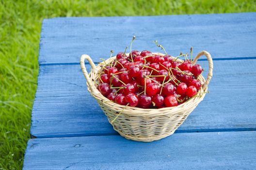 Ripe sweet cherries in wicker basket on blue table