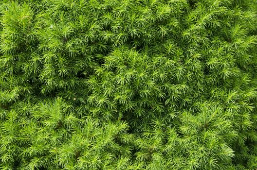 Fir tree needles abstract green  nature background