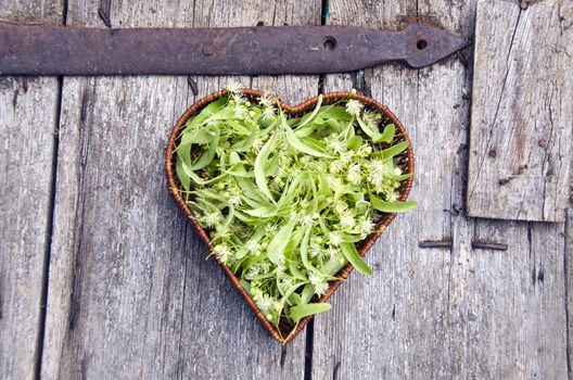 Heart shaped wicker basket full of fresh medical linden blossoms