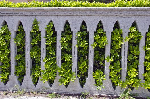 Decorative Bush growing through vintage  stone wall