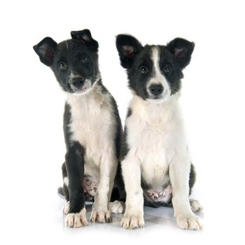 puppies border collier in front of white background