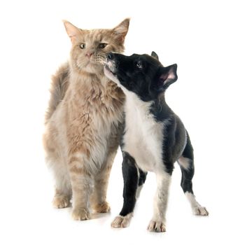 puppy border collie and maine coon in front of white background