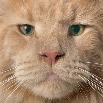 maine coon cat in front of white background