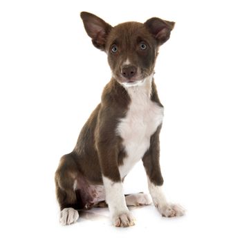 puppy border collier in front of white background