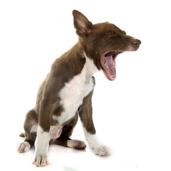 puppy border collier in front of white background