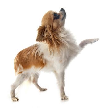 puppy chihuahua in front of white background