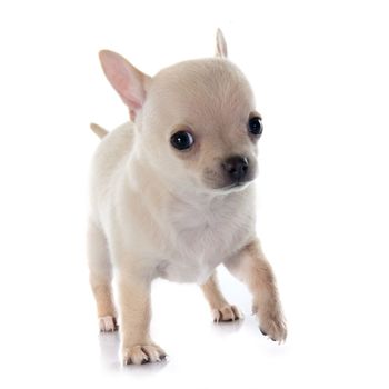 puppy chihuahua in front of white background