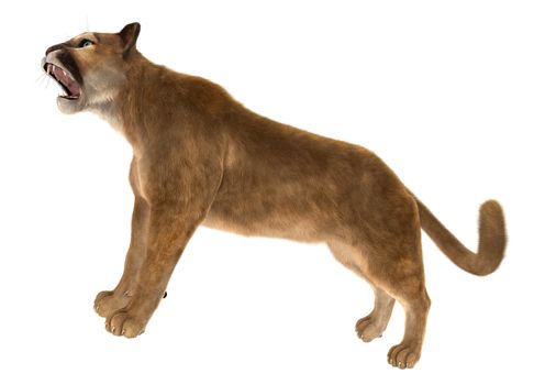 3D digital render of a big cat puma isolated on white background