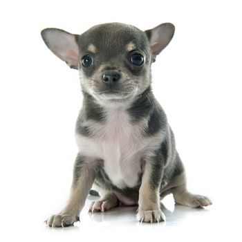 puppy chihuahua in front of white background