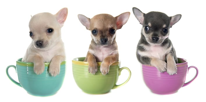 puppies chihuahua in bowl  in front of white background