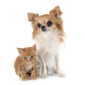 chihuahua and kitten in front of white background