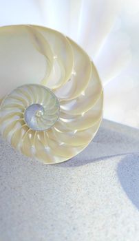 Chambered Nautilus cutaway Shell on sandy beach