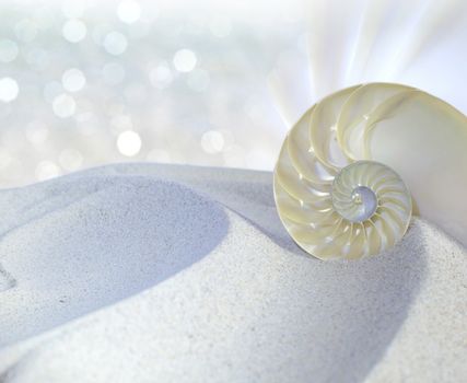 Chambered Nautilus cutaway Shell on sandy beach