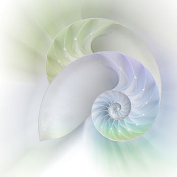 Chambered Nautilus cutaway Shells on colorful background