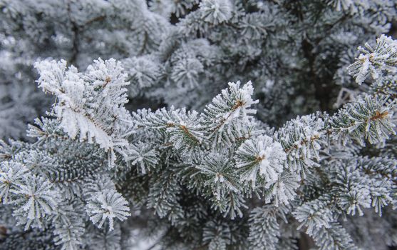 Background of Christmas firs frost