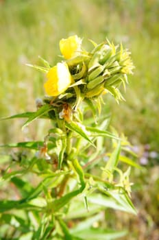 Green plant with yellow flower
