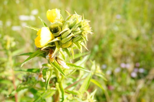 Green plant with yellow flower