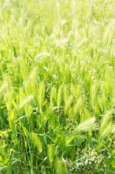 Group of green weed on sunny day