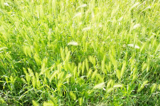 Group of green weed on sunny day