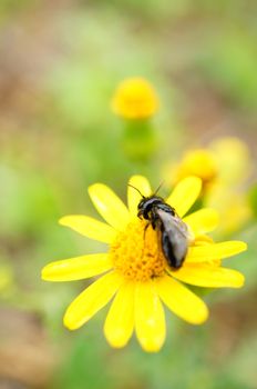 Young bee sitting on a yellow flower