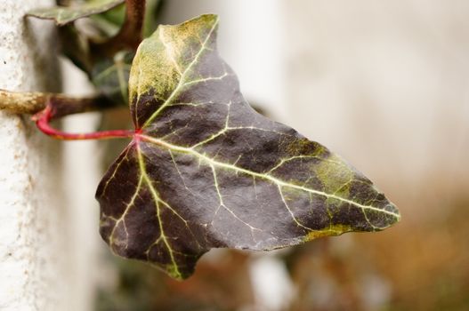 Leaf of a hedera helix plant