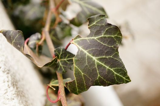 Leaf of a hedera helix plant