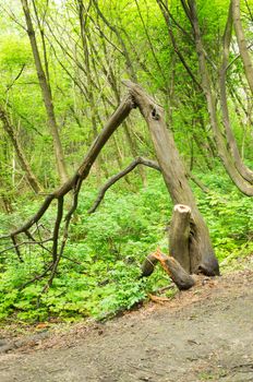 Trees and green weeds at a park