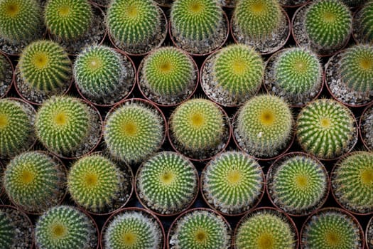 Various cactus plants