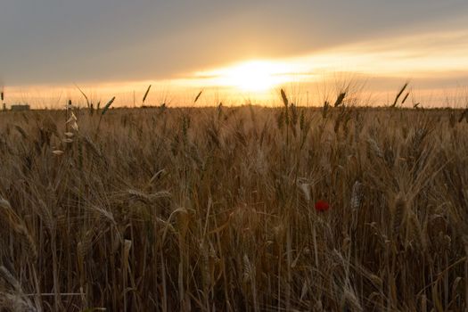wheat field at sunset with red poppy