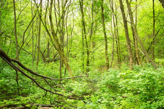 Trees and green weeds at a park