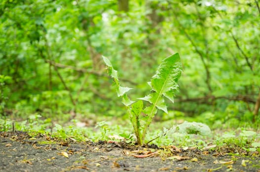 Green plant on hard asphalt