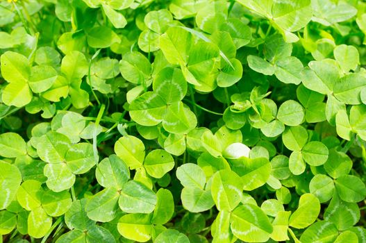 Group of green clover plants