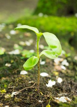 Green young plant on ground