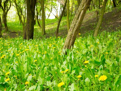 Trees and green weeds at a park