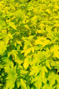 Green shrub leaves on sunny day