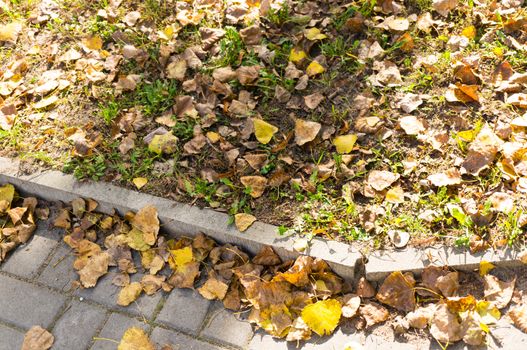 Yellow autumn leaves on a sidewalk