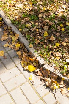 Yellow autumn leaves on a sidewalk