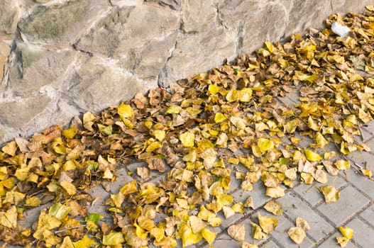 Yellow autumn leaves on a sidewalk