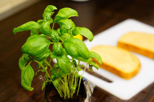 Green leaves of a fresh basil