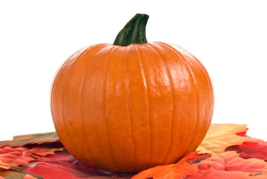 Horizontal shot of cute pumpkin shot up close surrounded by colorful Autumn leaves.  On white background