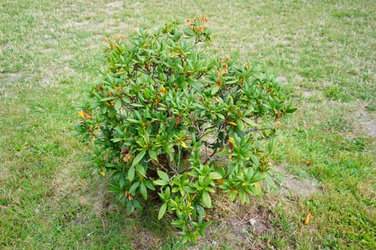 Small tree on green grass