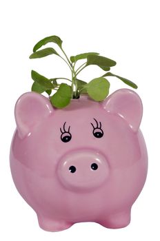 Big pink piggy bank with little plant in slot showing the concept of taking care of your savings and watch it grow.  Isolated on white.