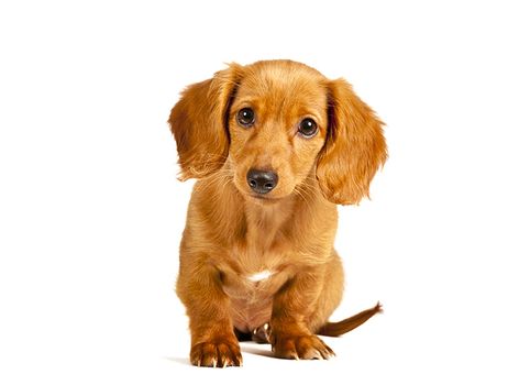 Cute and very adorable little golden retriever puppy with head tilted slightly on white background