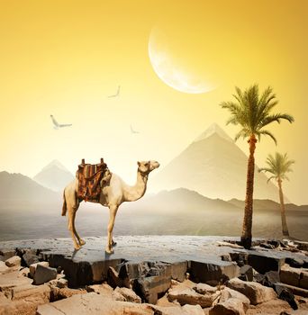 Camel and birds under moon near pyramids.Elements of this image furnished by NASA
