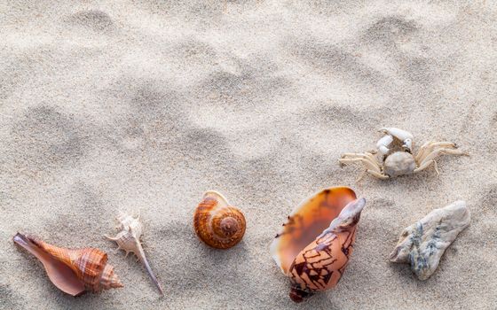 Sea shells,starfish and crab on beach sand for summer and beach concept. Studio shot beach background.