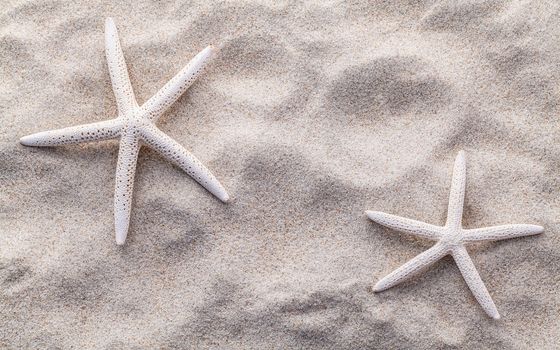 Sea shells,starfish and crab on beach sand for summer and beach concept. Studio shot beach background.